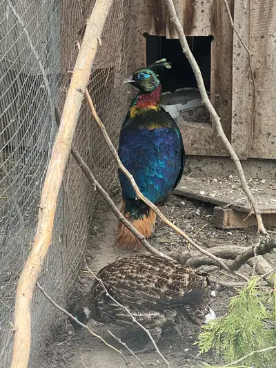 impeyan pheasant / Himalayan Monal, View more