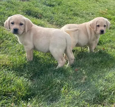 Yellow Labrador Retriever  Puppies, View more