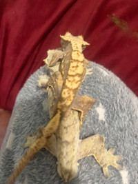 2 crested geckos and cage