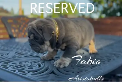 ❤️RESERVED❤️ Gorgeous top quality purebred English Bulldog puppy,ready for his forever family June 1...