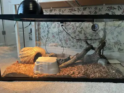 I'm selling a used, fully equipped terrarium, perfect for housing a snake or other small reptile. Th...