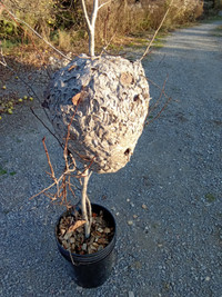 Paper wasp nest - unique for a home and garden feature.