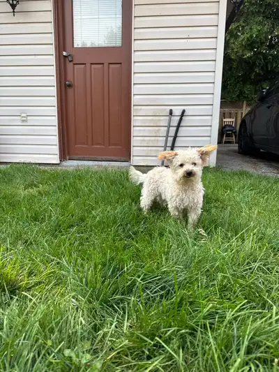 Bichonpoo Pups