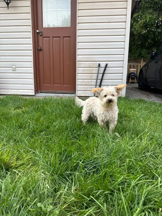 puppy bichonpoo in Dogs & Puppies for Rehoming in City of Toronto - Image 2