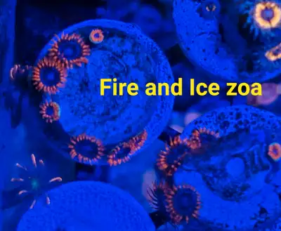 Fire and Ice zoa - saltwater coral frag , View more