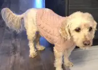 Chandail pour chien, GF pet authentic en laine rose