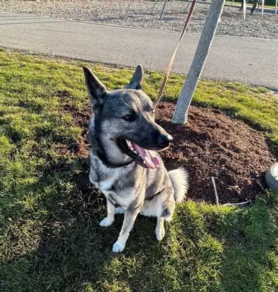 Young Trained Friendly Husky/Norwegian Elkhound, View more