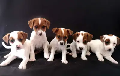 Chiot Jack Russell  #4 mâle/prêt à partir..ready !, View more