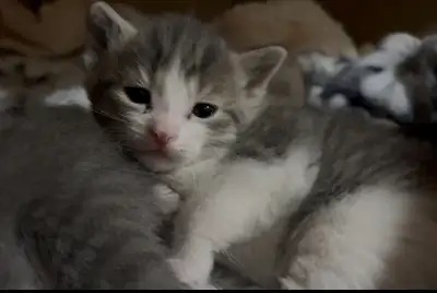 kittens for sale, View more