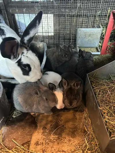 Lapereaux bientôt disponible. Ils ont 5 semaines Maman: GDF x Nouvelle Zélande x Californien Papa: G...