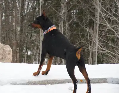 Cropped Registered purebred European Doberman puppies, View more
