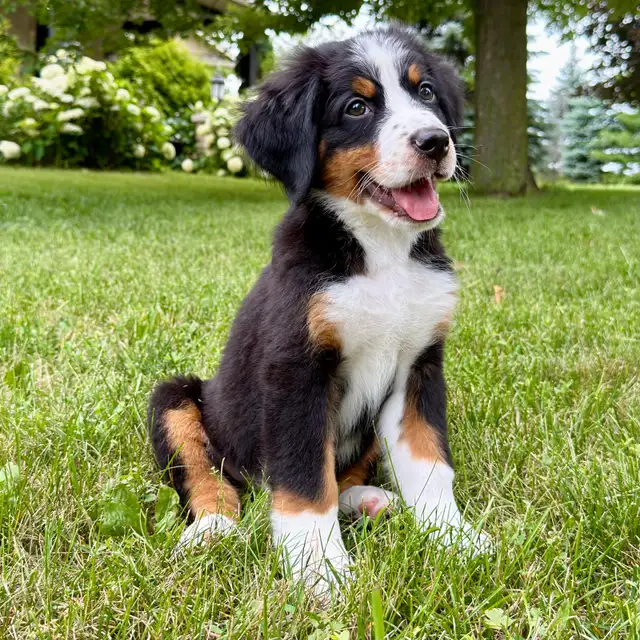 Guardian Homes Wanted - Bernese Mountain Dogs Male & Female! in Dogs & Puppies for Rehoming in Markham / York Region - Image 3