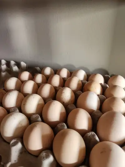Buff Orpington Hatching eggs, View more