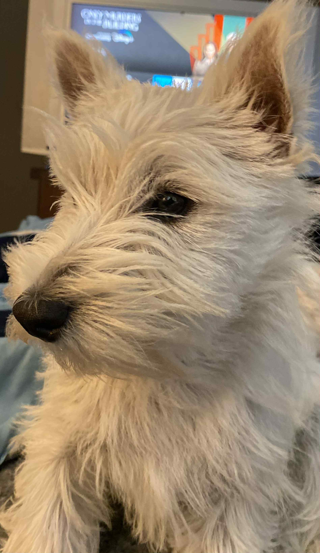 3 mixed breed west highland terriers for sale in Dogs & Puppies for Rehoming in Fredericton - Image 4