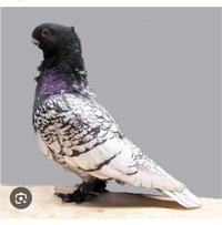 Frill pigeon wanted