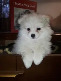 Pomeranian Pups