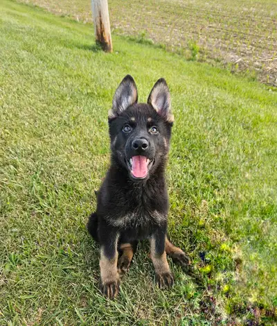 Ready to go!! 9 weeks old Price: 1,500 on a non-breeding contract. Reasonable offers may be accepted...