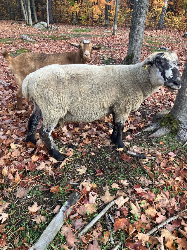 Breeding Ram in Livestock in Muskoka - Image 2