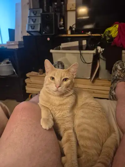 Male tabby 1 year 3 months fix and shots, View more