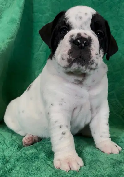 Valley Bulldog Puppies!, View more