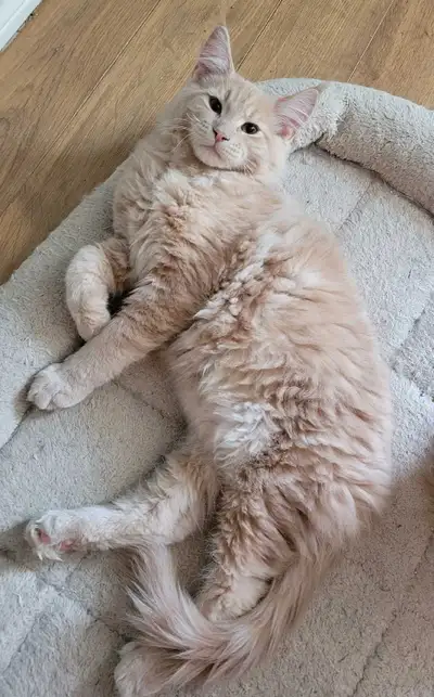 Maine Coon chatons 14 semaines, View more