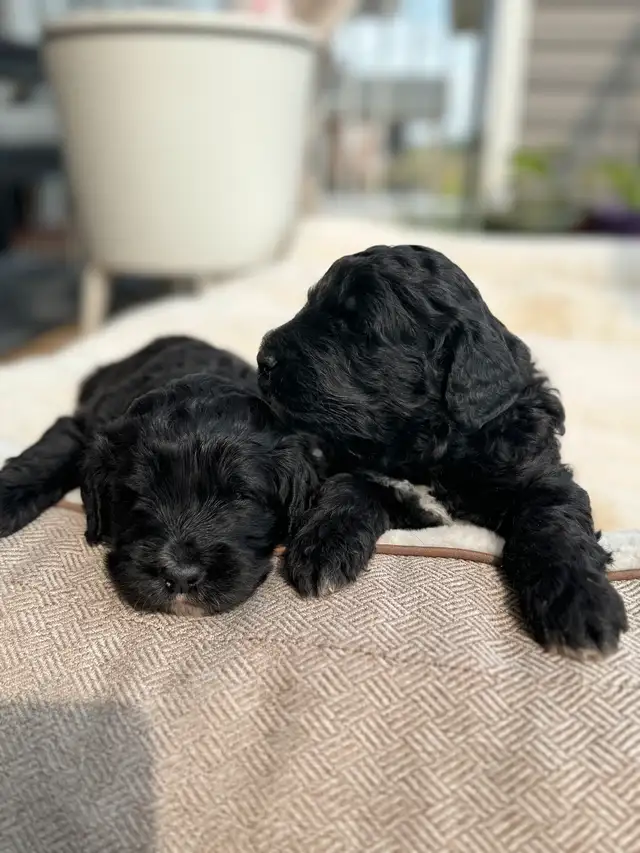 Standard F1 Bernedoodle puppies available July 10, 2025 in Dogs & Puppies for Rehoming in Grande Prairie - Image 2