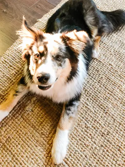 URGENT: Farm Home Needed – Mini Australian Shepherd , View more