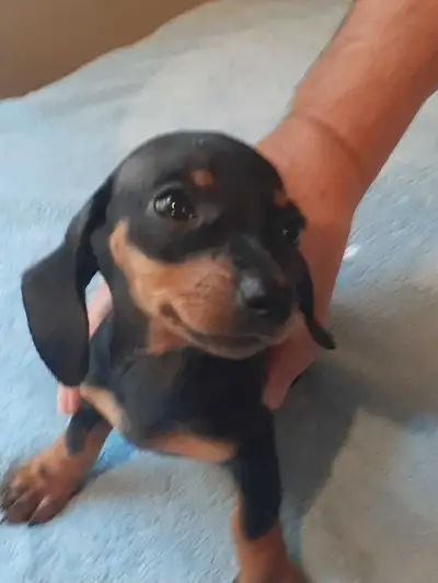 Dachshund pups just 2 left ,1 chocolate boy & 1 b & t girl, View more