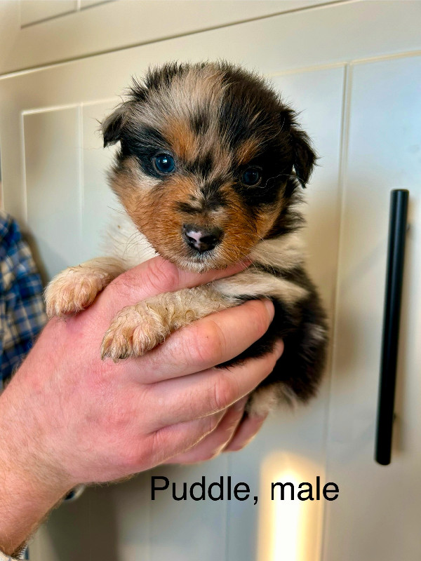 CKC Registered Aussie Puppies READY TO GO MAY 16! in Dogs & Puppies for Rehoming in Pembroke - Image 3