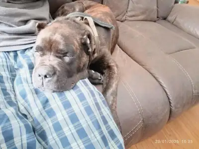 male cane corso, View more