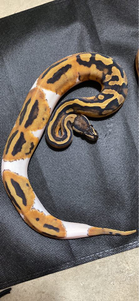 0.1 pied pos het albino ball python  in Reptiles & Amphibians for Rehoming in St. Albert - Image 2