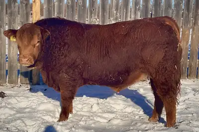 LIMOUSIN BULLS FOR SALE, View more