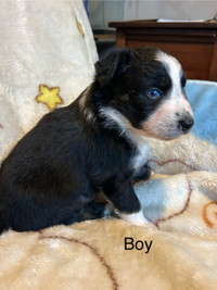 Registered Australian Shepherd Puppies