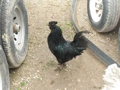 Ayem cemani fertile eggs, View more