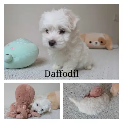 Cotondoodles!! Now VET checked Ready to go!!, View more