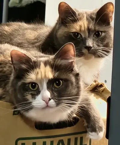 Sisters for rehoming, View more