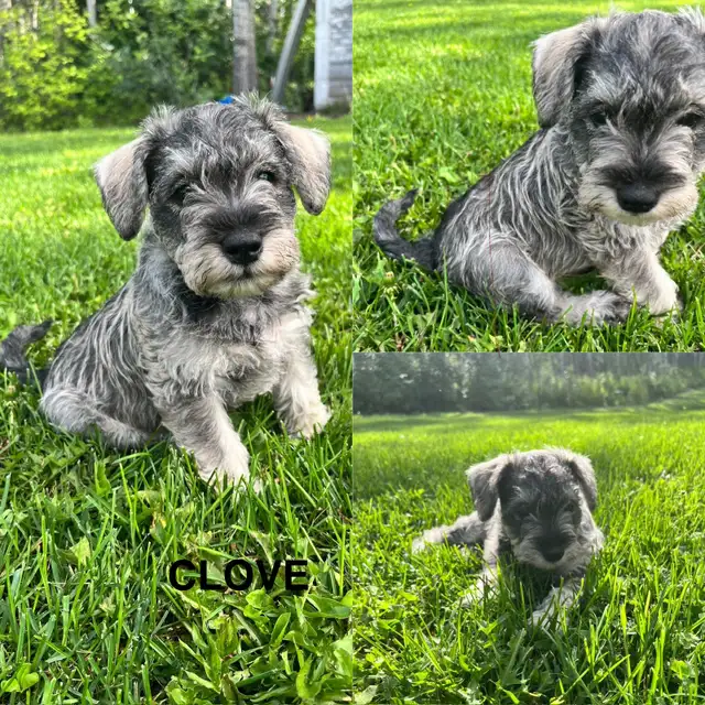 Purebread Miniature Schnauzer Puppies in Dogs & Puppies for Rehoming in Edmonton - Image 4