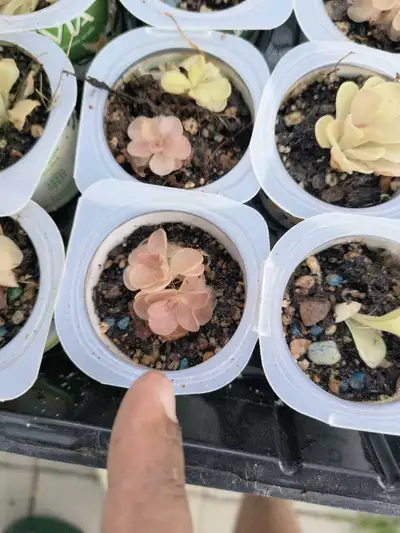 Carnivorous Plants - Assorted Pinguicula Sp, View more
