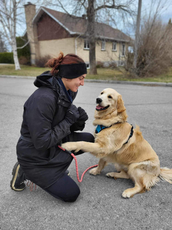 Promenade pour chien et intervention dans Services pour animaux  à Saguenay