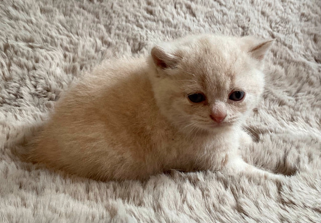 8 Gorgeous British Shorthair Babies! in Cats & Kittens for Rehoming in Charlottetown - Image 3