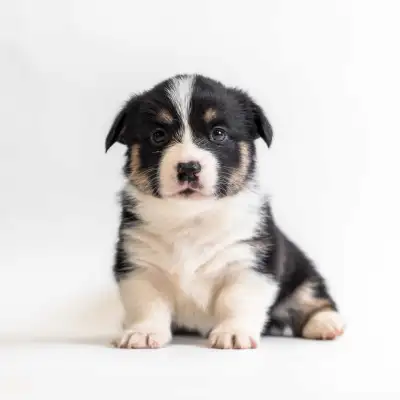 Health Tested Pembroke Corgis, View more