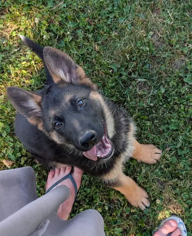 Purebred German Shepherd Puppies in Dogs & Puppies for Rehoming in Stratford - Image 6