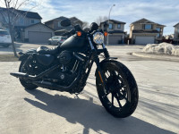 Harley Davidson XL 883 Iron