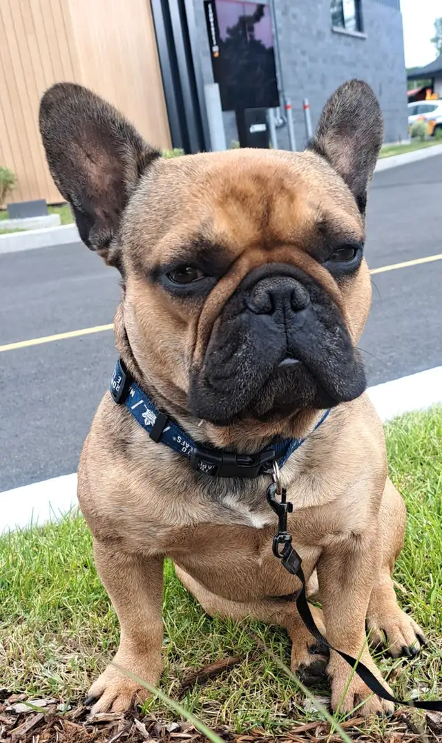 Bouledogue francais in Dogs & Puppies for Rehoming in Laurentides - Image 6