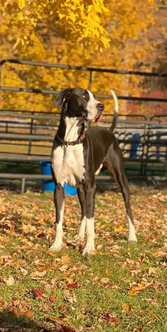 Great Dane puppies in Dogs & Puppies for Rehoming in Barrie - Image 9