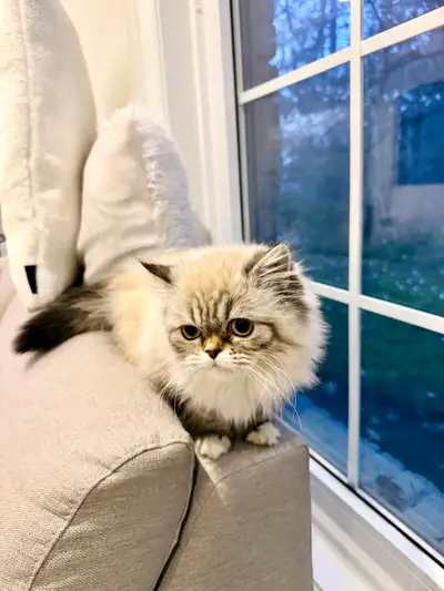 ❤️ Pure Exotic Persian Kittens – Fully Vaccinated & Doll Face ❤️, View more