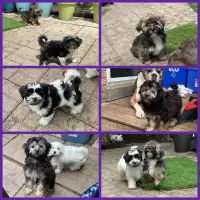 Gorgeous Nonshedding Havapoo and Pure Havanese Pups!