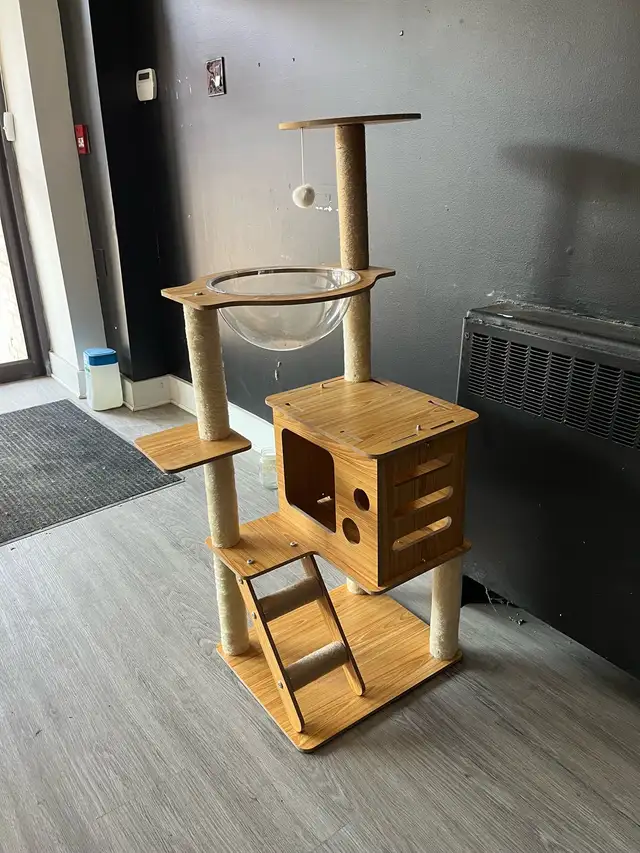 Kitten leisure shelf in Cats & Kittens for Rehoming in City of Montréal - Image 2