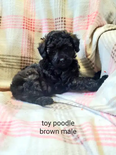 2 Female 3 Male toy poodles. Have 1st vaccine wormings and vet checks. Located near marwayne alberta...