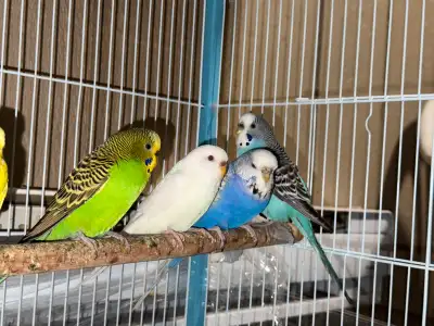 $30 each normal budgies (1 year+) English pair is $100 (new adult) age is 11 months Price is negotia...